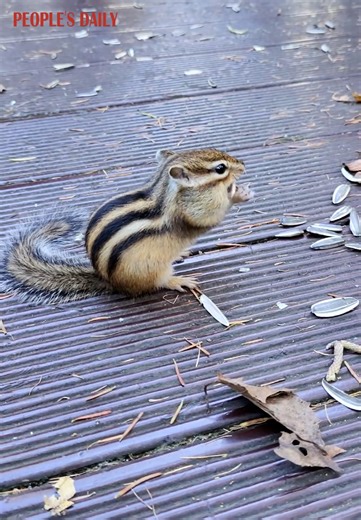 3.7K views · 105 reactions | Hello and welcome to today’s chipmunk eating show — starring one tiny foodie enjoying snack time! | VideoChina | Facebook