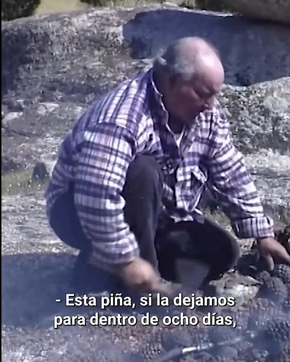 152K views · 2.5K reactions | Quemado de piñas para extraer los piñones Part 14 #reels #documentales #fblifestyle | Eugenio Monesma Documentales | Facebook