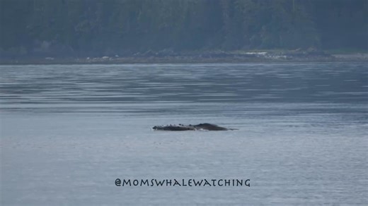 A Quick Look at a humpback whale coming up with a mouth wide open! (With extremely limited cellular service I can only post super small clips!) Video taken on August 18, 2025, by Cheré @momswhalewatching. | Moms Whale Watching