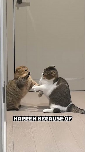 Why Cats Fight Each Other | The Real Reasons Behind Cat Fights