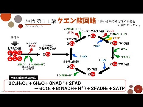 [High School Biology] Lecture 11 "Citric Acid Cycle"
