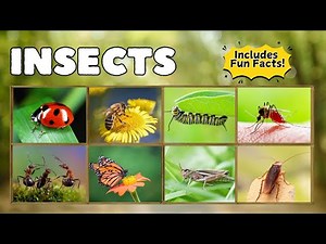 Insects for Kids | Fun Facts and Bug Adventures!