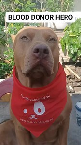 107K views · 5.9K reactions | Dog Blood Donor PH Blood donor hero❤️ #Blooddonor #doghero #dogblooddonor #followersシ゚ #ISKOTHEPITBULL #Isko #animallover #furbabiesarethebest #friends #highlights | Iskonatics | Facebook