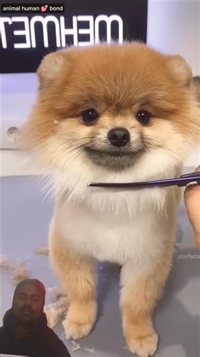 Cute 😍 dog hair style cutting ✂️#dog haircut transformation#animals #shorts