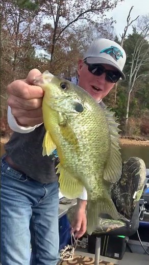 Lake Murray Shellcrackers!! 👍🏻🎣🎣🐾🐾..#803 #flowstate #grit #cabelas #fishing