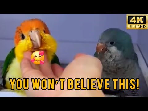 Smart And Funny Parrots Parrot Talking Videos Compilation (2025) - Cute Birds #funny #birds