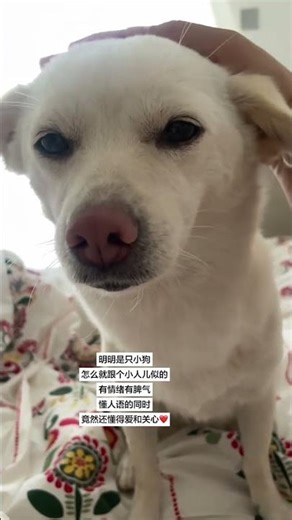 Emotional Puppy or Little Person? Uncover the Hidden Feelings