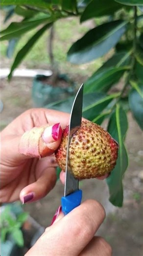 Coba kita belah buah leci #buahbuahansegar