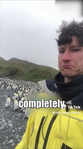 Why You Should Never Touch a Penguin | Antarctica Wildlife