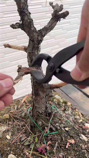 黒松の針金かけ #盆栽 #bonsai #黒松