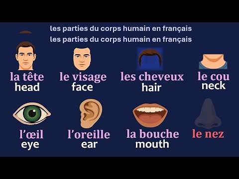 Parts of the Body in French with English Translations -Parties du Corps en Français A1-A2 Vocabulary
