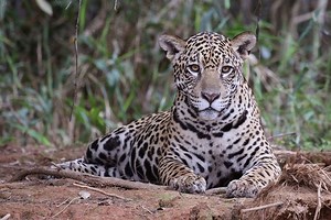 In Just 8 Years, Conservation Measures in Mexico Increased Jaguar Population by 20%