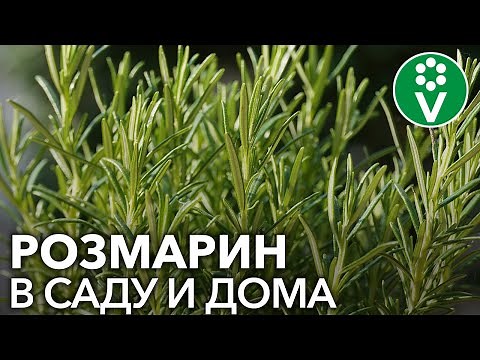 ROSEMARY SECRETS: How to Grow a Healthy Herb from Cuttings and Seeds