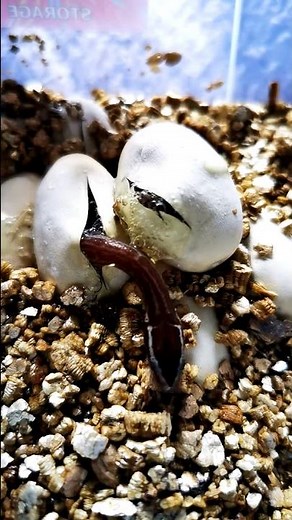 Snake hatching from egg