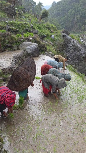 Heavy Rain Traditional Paddy Farming in Nepal's Himalayan Village | Rice Planting in Mud with Oxen