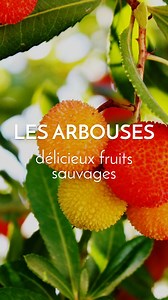 C'est l'hiver et la saison des arbouses, un petit fruit de l'arbousier qu'on retrouve souvent dans le Sud de la France 😉 Vous avez déjà goûté ? #arbouses #paris #cueillettesauvage | Le Chemin de la Nature