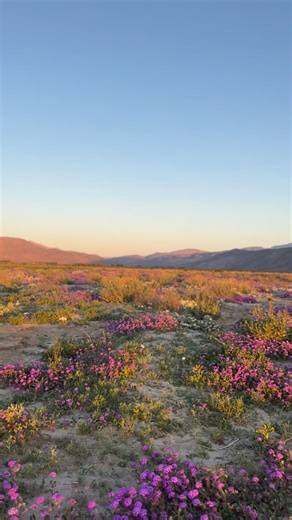 Anza-Borrego Foundation on Instagram: "This morning at Henderson Canyon Rd. The flowers are still beautiful- sunflowers are faded. The entrance to Coyote Canyon is also beautiful- field of Brown-eye Primroses and Sand Verbena. If you want to see the flowers, this weekend is perfect. Head to our website (link in bio) to download your free wildflower map. Or stop at our State Park Store in town and pick one up (587 Palm Canyon Dr. #110 Borrego Springs 92004)."