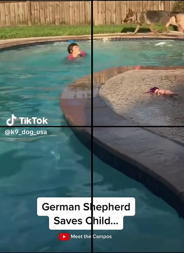 Warum Deutscher Schäferhund der beste Hund ist