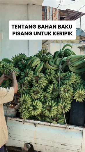Bake Media on Instagram: "Pisang jenis apa yang bagus untuk keripik dan apa alasannya? Dan ternyata petani di Indonesia biasanya menanam beberapa jenis pisang dalam satu kebun. Full video di Youtube link di bio."