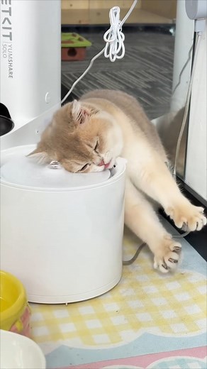 🐱 Funny cat videos - cute cats - Try not laugh | funny cat