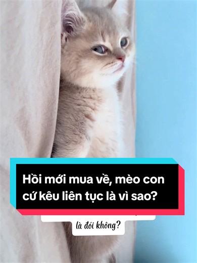 Mèo con kêu liên tục: Lý do và bí quyết chăm sóc