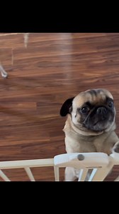 Not all pee time is 💩🥰😝😘🐶🐾#fbreelsfypviral #funnyreelsvideoシ #doggolife #funnyvideos #pug #pugsdaily #funny. #puglove | Pug Philosophy