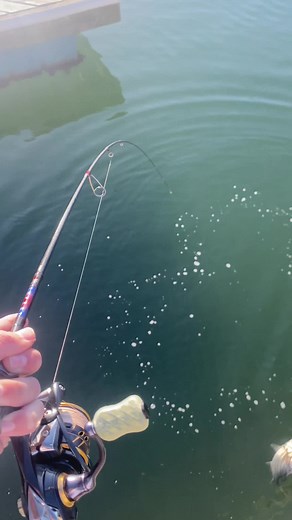 johnnysfishin on TikTok