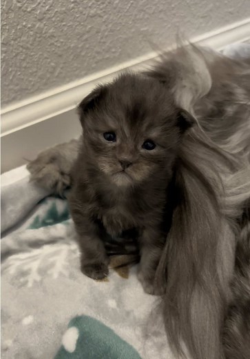 Understanding Maine Coons: The Gentle Giants of Cats