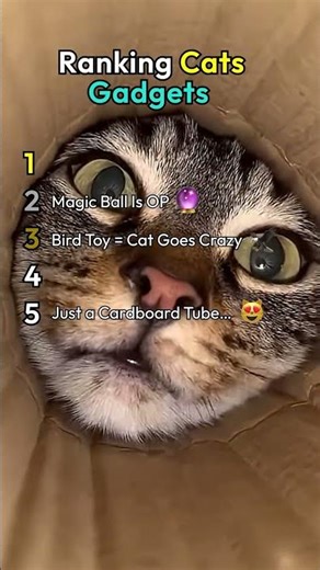 Ranking Cat Gadgets That Actually Work
