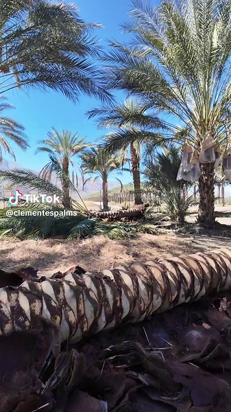 Fresh Diamond Cut for Your Palm Trees