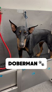2.6M views · 10K reactions | Her first visit to the groomer ❤️ #doberman #dobermanpinscher #dobermans #doggrooming #dogbath #tutorial #eqyssgroomingproducts | Animalkingdomdoggrooming | Facebook
