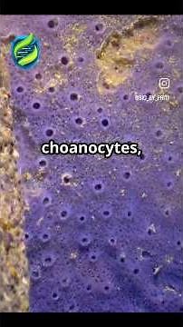 Choanocytes: The amazing cells that keep sponges fed and watered! #Sponges #Choanocytes #CellBiology