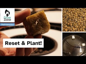 RDWC setup and planting/Clean clay pebbles, water treatment, Nutrients, transplanting tomato plants
