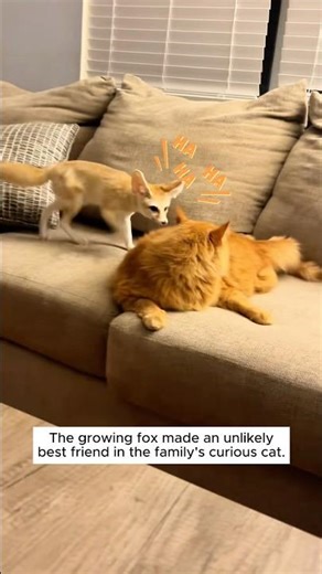 A kind family rescued a baby fox trapped in a drain and adopted it