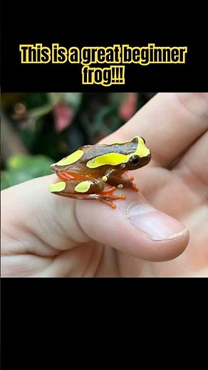 The COLORFUL Clown Tree Frog 🤡🐸