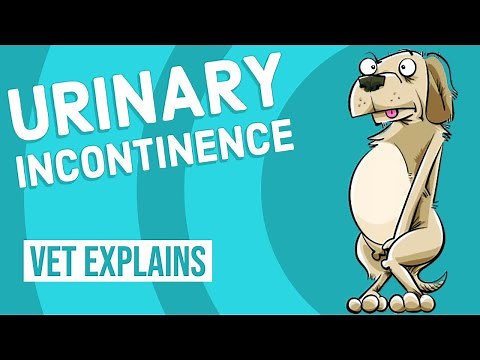 Urinary Incontinence in Dogs