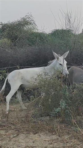 White donkey jungles #animal #donkeysanctuary #shortfeed #donkeys #donkeykong #donkey #animals #bigdonkey #jungel #Donkey #Village #animal #animals #nature #pet #cute #wildlife #love #dog #pets #photography #cat #cats #naturephotography #instagram #photooftheday #dogs #animallovers #instagood #wildlifephotography #art #animalphotography #of #dogsofinstagram #petstagram #bird #catsofinstagram #puppy #birds #animalsofinstagram | Pettopia