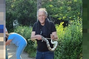 Nenad caught a python with his bare hands in Subotica: It wrapped around his hand, squeezing it terribly
