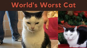 Perdita, ‘World’s Worst Cat,’ gets adopted after snarky Facebook ad