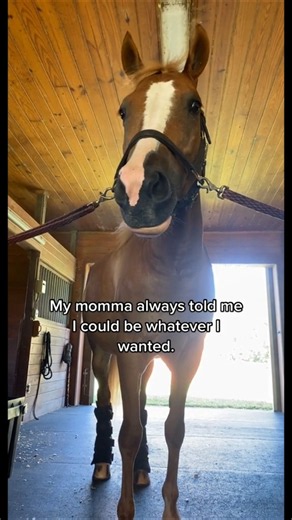 💁🏻‍♀️It just fits. #horsepeopleproblems #horsepeople #horselife #equestrianjourney #horses
