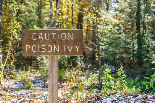 Poison Ivy Rash Treatment: Fast Relief – Archyde