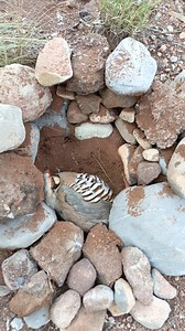 Grey partridge🤔🤔 #birds #cute #bestvideo | PK Nature