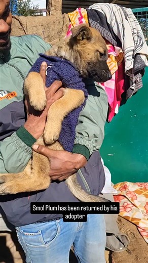 erum on Instagram: "Smol Plum was too scared to pee and poop on walks. He peed and pooped in the corner of the room. He refused to sleep alone in his kennel at night and cried nonstop. When he was brought into the human's room he cried to be cuddled and when he wasn't, cried some more and only slept for 2 hours. He is up for adoption again. Vaccinated with DHPPIL, dewormed, friendly, happy, naughty, male Indie puppy. Location Ranikhet Uttarakhand, all India adoption, I can share transportation c