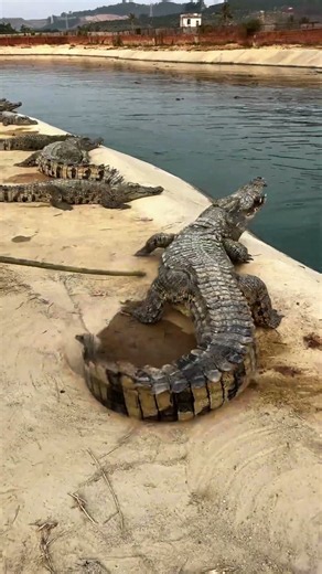 Old soul, sharp teeth 🐊 #CrocodileFarm #WildlifeSoul #NaturePower