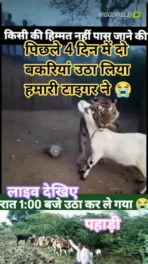Pichale 4 din me 2 bakriya le gaya #tiger #goat #viral #ytshorts #trend #video #bchetiya blossom2