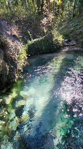 Roadside Spring bubbling | Florida Panhandle Springs and Fossils