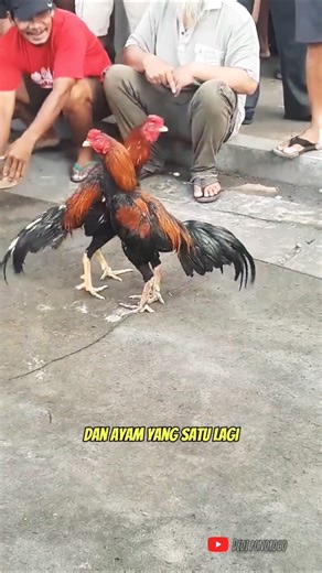 BIRME VS BANGKOK CHICKEN AT THE CHICKEN MARKET #hobiayam #viralchicken #bangkokchicken #ambirmach...