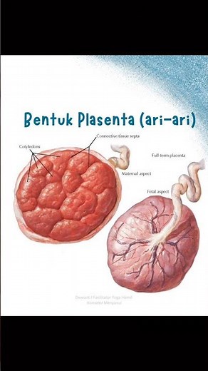 Ragam Bentuk Plasenta (ari-ari)