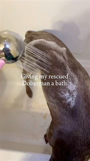 75K views · 3.1K reactions | Giving our rescued Doberman a bath along with a story time #dogsoffacebook #dobermanlife #dobermanpinscher #doberman #dogmomlife #cleaningtiktok #momsoftiktok #cleantok #doggrooming #dogbath #rescuedog | Tailwaggintitans | Facebook