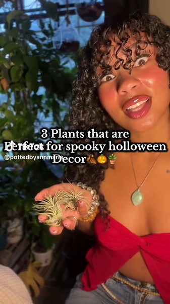 🎃🪴 Looking for spooky plant décor this Halloween? In this video, I share three plants that are perfect for creating eerie, festive vibes in your home. From mysterious air plants that look like floating ghosts, to the unique and spooky Alocasia that gives off a haunted forest feel, and the bold, dramatic leaves of the Monstera, these plants make the ultimate natural Halloween decorations. Learn how to style them for creepy charm, discover their unique traits, and get inspired to bring nature in